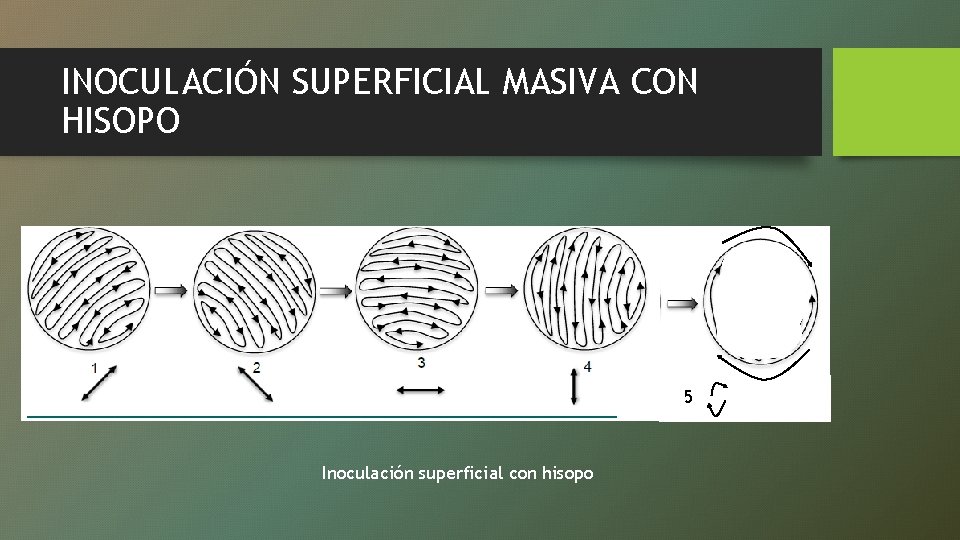 INOCULACIÓN SUPERFICIAL MASIVA CON HISOPO 5 Inoculación superficial con hisopo 