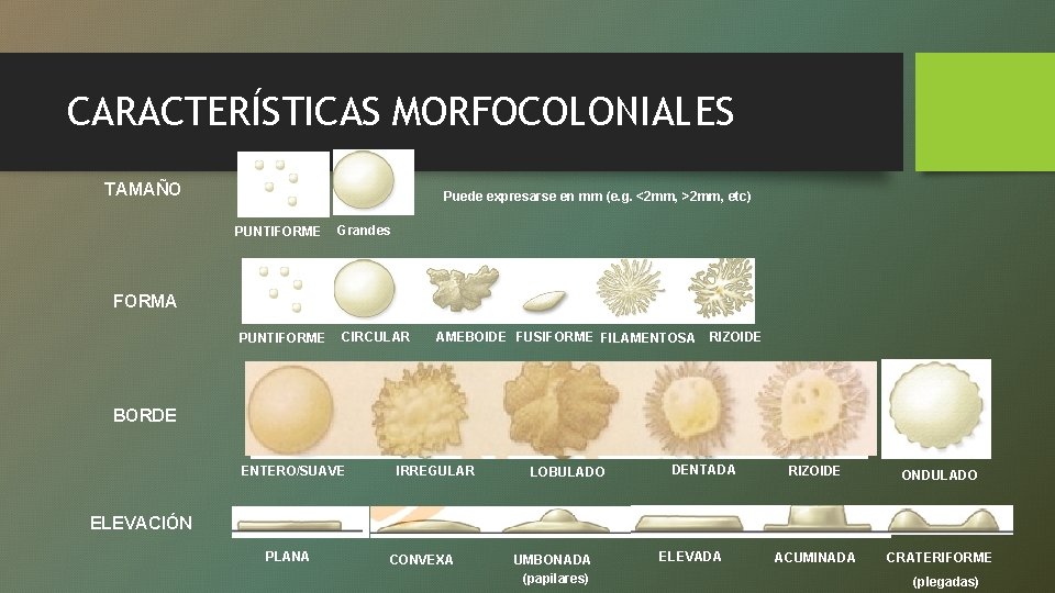 CARACTERÍSTICAS MORFOCOLONIALES TAMAÑO Puede expresarse en mm (e. g. <2 mm, >2 mm, etc)