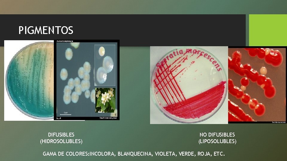 PIGMENTOS DIFUSIBLES (HIDROSOLUBLES) NO DIFUSIBLES (LIPOSOLUBLES) GAMA DE COLORES: INCOLORA, BLANQUECINA, VIOLETA, VERDE, ROJA,