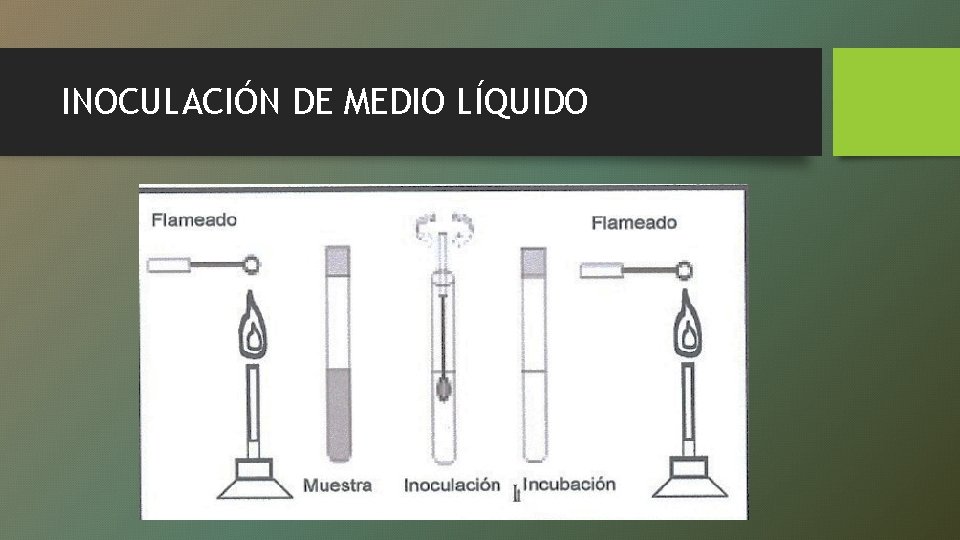 INOCULACIÓN DE MEDIO LÍQUIDO 