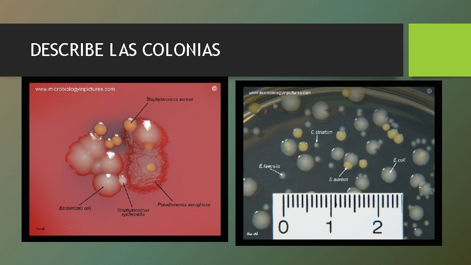 DESCRIBE LAS COLONIAS 