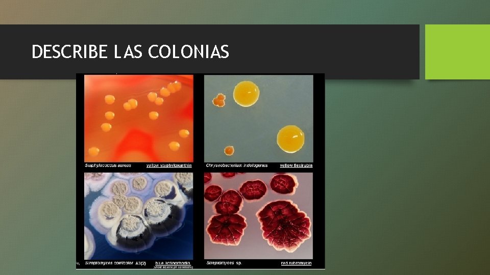 DESCRIBE LAS COLONIAS 