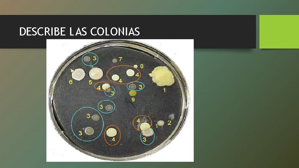 DESCRIBE LAS COLONIAS 