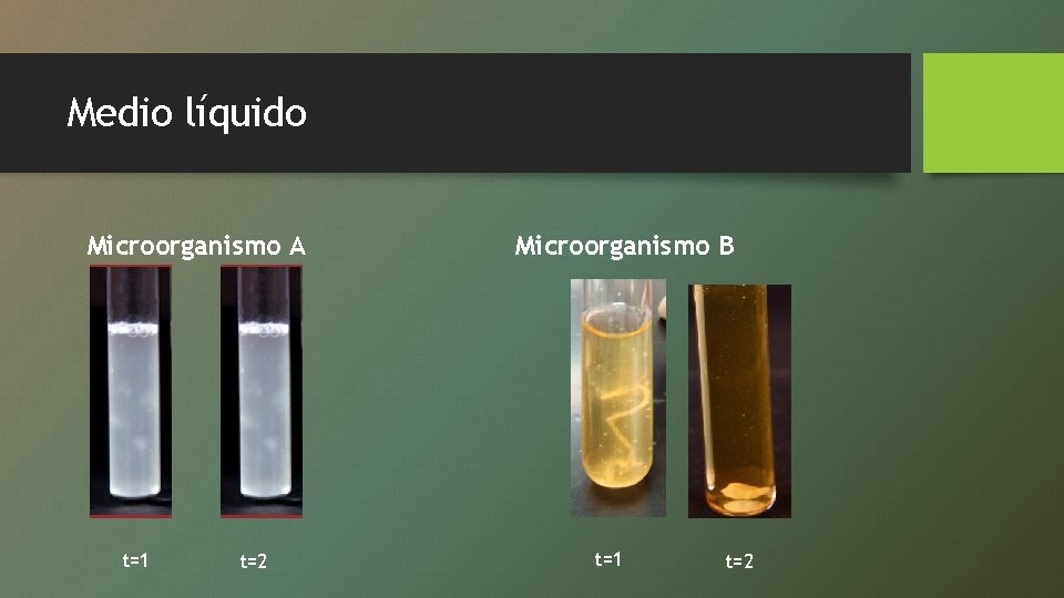 Medio líquido Microorganismo A t=1 t=2 Microorganismo B t=1 t=2 