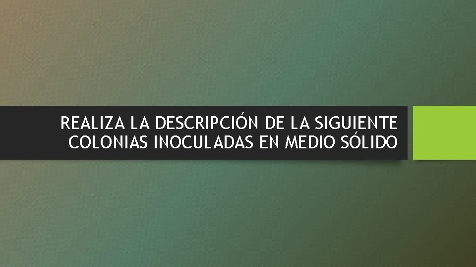 REALIZA LA DESCRIPCIÓN DE LA SIGUIENTE COLONIAS INOCULADAS EN MEDIO SÓLIDO 