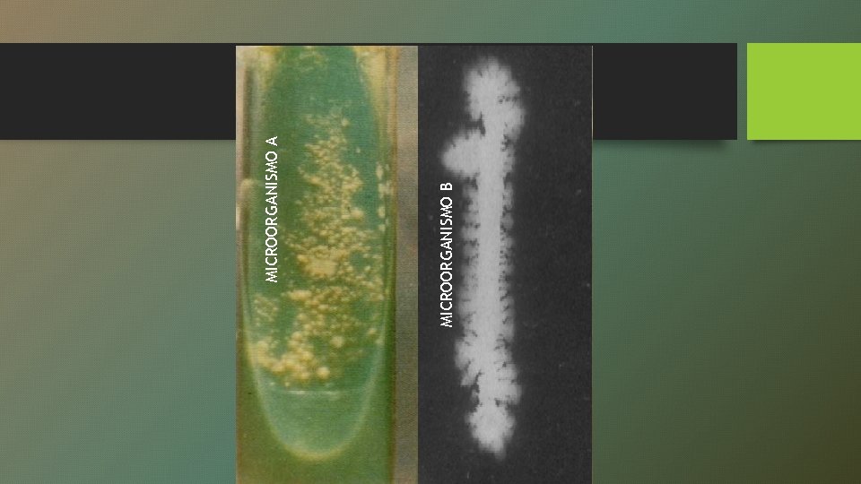 MICROORGANISMO B MICROORGANISMO A 