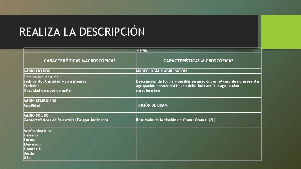 REALIZA LA DESCRIPCIÓN CEPA: CARACTERÍSTICAS MACROSCÓPICAS CARACTERÍSTICAS MICROSCÓPICAS MEDIO LÍQUIDO MORFOLOGÍA Y AGRUPACIÓN Desarrollo