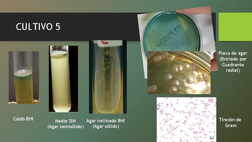 CULTIVO 5 Placa de agar (Estriado por Cuadrante radial) Caldo BHI Agar inclinado BHI