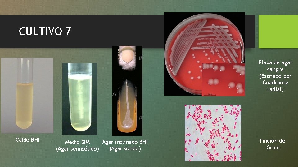 CULTIVO 7 Placa de agar sangre (Estriado por Cuadrante radial) Caldo BHI Agar inclinado