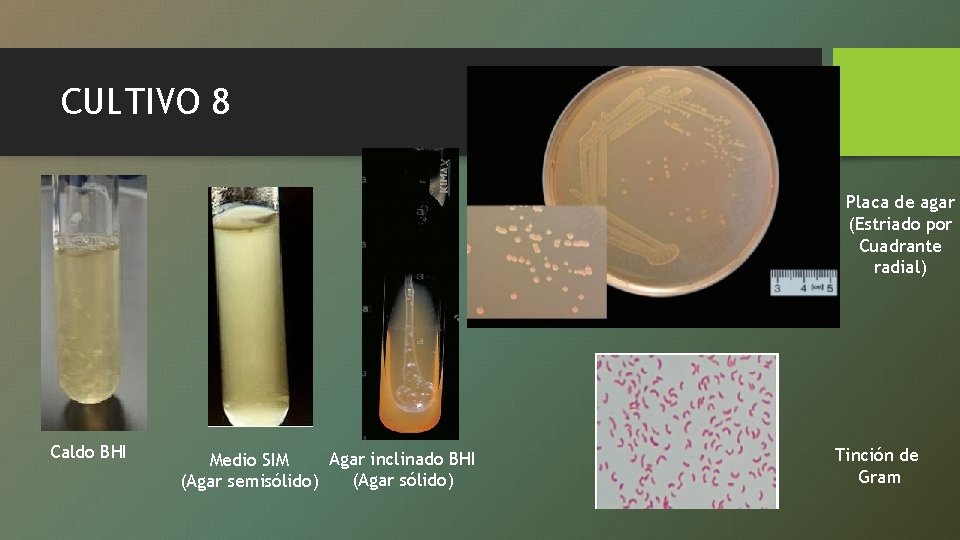 CULTIVO 8 Placa de agar (Estriado por Cuadrante radial) Caldo BHI Agar inclinado BHI