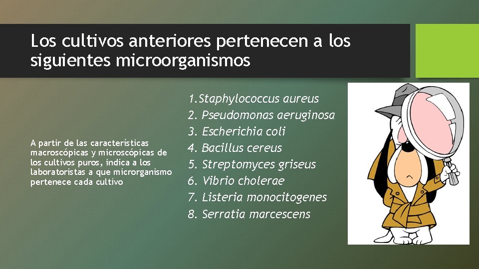 Los cultivos anteriores pertenecen a los siguientes microorganismos A partir de las características macroscópicas