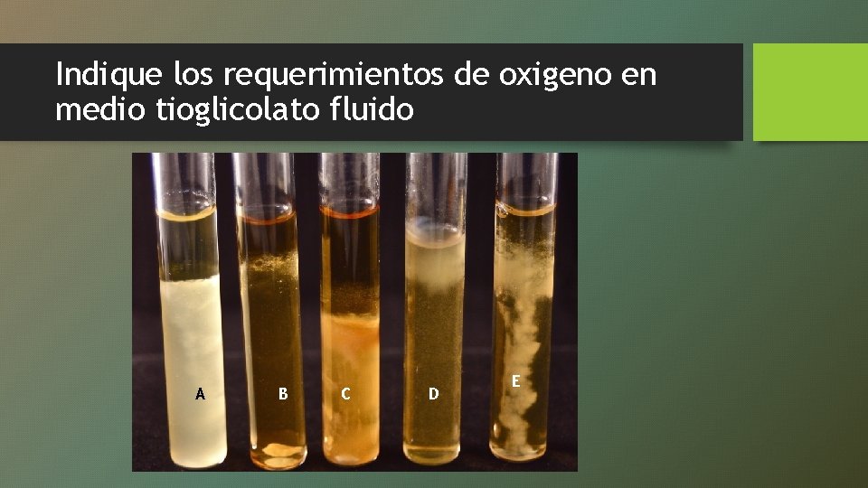 Indique los requerimientos de oxigeno en medio tioglicolato fluido A B C D E