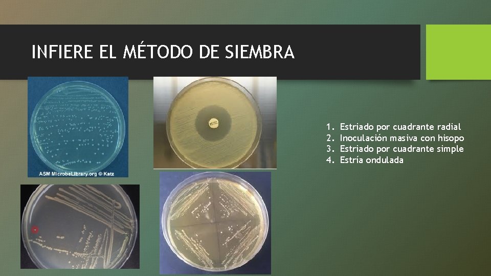 INFIERE EL MÉTODO DE SIEMBRA 1. 2. 3. 4. Estriado por cuadrante radial Inoculación