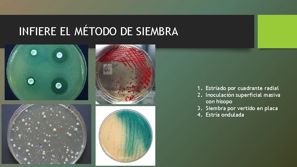 INFIERE EL MÉTODO DE SIEMBRA 1. Estriado por cuadrante radial 2. Inoculación superficial masiva