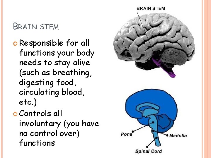 BRAIN STEM Responsible for all functions your body needs to stay alive (such as BRAIN STEM Responsible for all functions your body needs to stay alive (such as