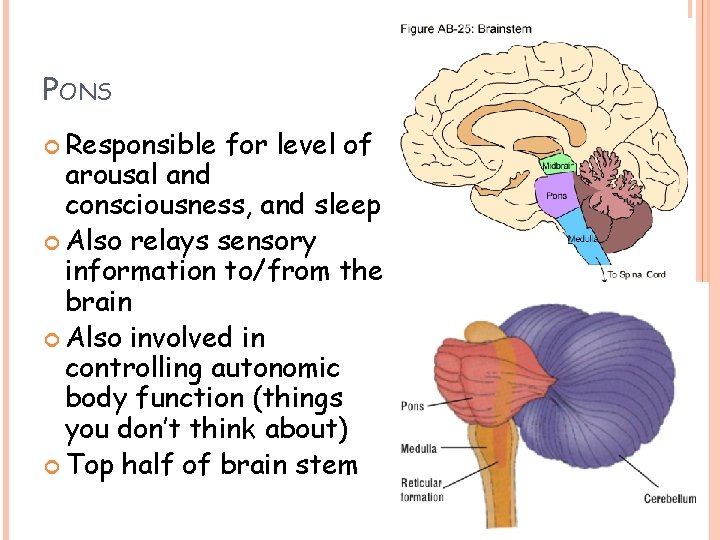 PONS Responsible for level of arousal and consciousness, and sleep Also relays sensory information PONS Responsible for level of arousal and consciousness, and sleep Also relays sensory information