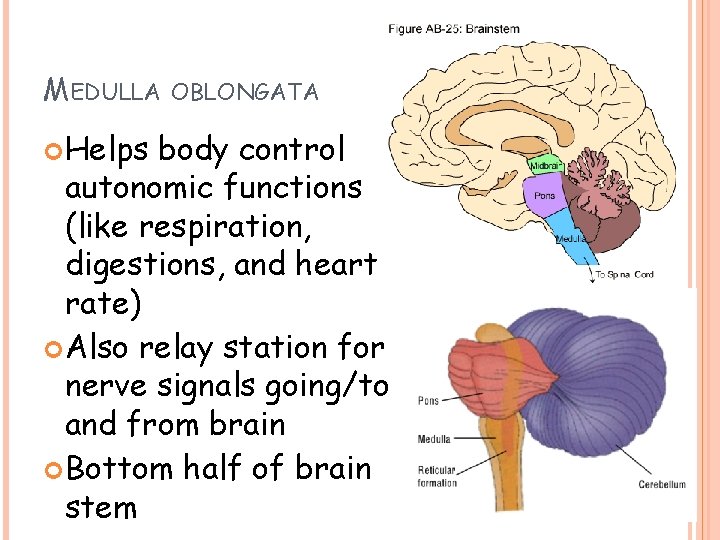 MEDULLA Helps OBLONGATA body control autonomic functions (like respiration, digestions, and heart rate) Also MEDULLA Helps OBLONGATA body control autonomic functions (like respiration, digestions, and heart rate) Also