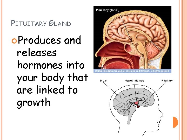 PITUITARY GLAND Produces and releases hormones into your body that are linked to growth PITUITARY GLAND Produces and releases hormones into your body that are linked to growth