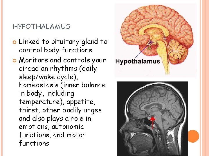 HYPOTHALAMUS Linked to pituitary gland to control body functions Monitors and controls your circadian HYPOTHALAMUS Linked to pituitary gland to control body functions Monitors and controls your circadian