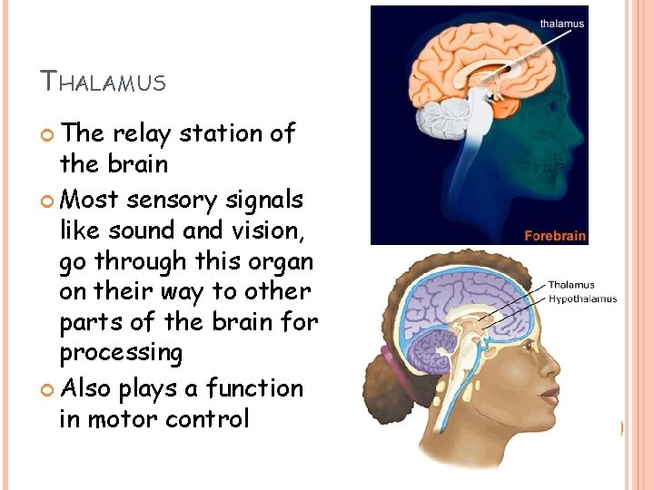 THALAMUS The relay station of the brain Most sensory signals like sound and vision, THALAMUS The relay station of the brain Most sensory signals like sound and vision,