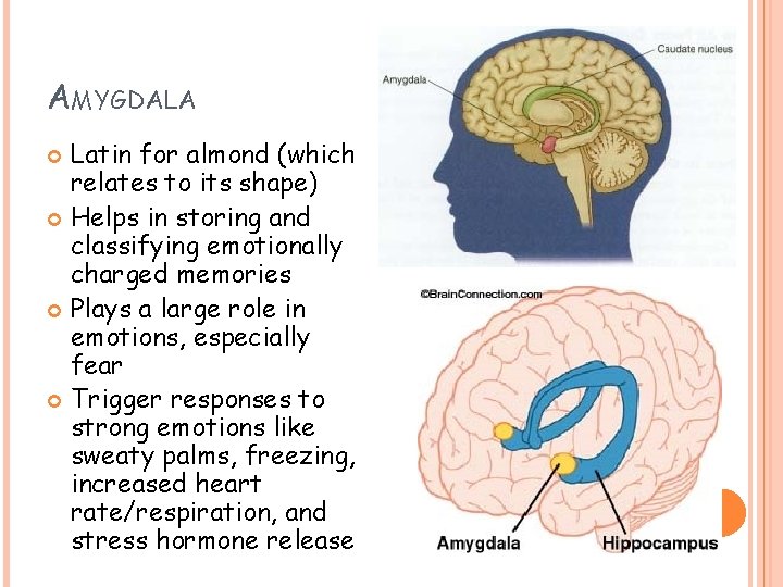AMYGDALA Latin for almond (which relates to its shape) Helps in storing and classifying AMYGDALA Latin for almond (which relates to its shape) Helps in storing and classifying