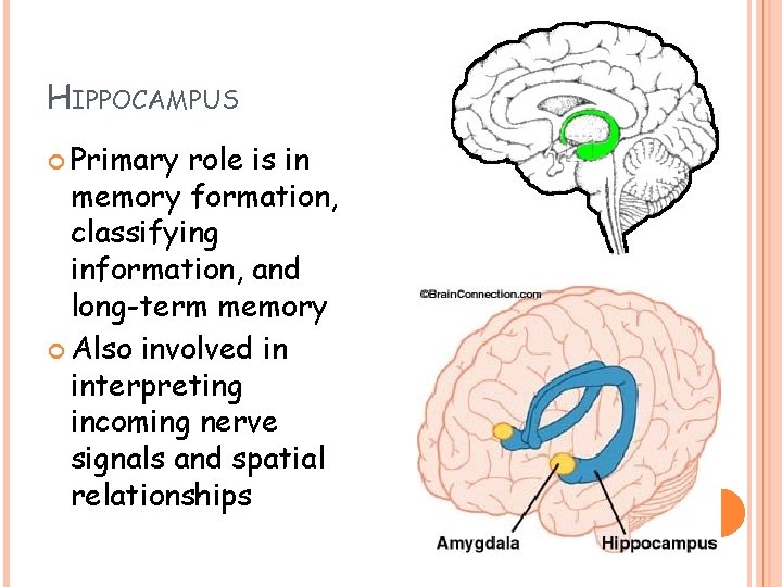 HIPPOCAMPUS Primary role is in memory formation, classifying information, and long-term memory Also involved HIPPOCAMPUS Primary role is in memory formation, classifying information, and long-term memory Also involved