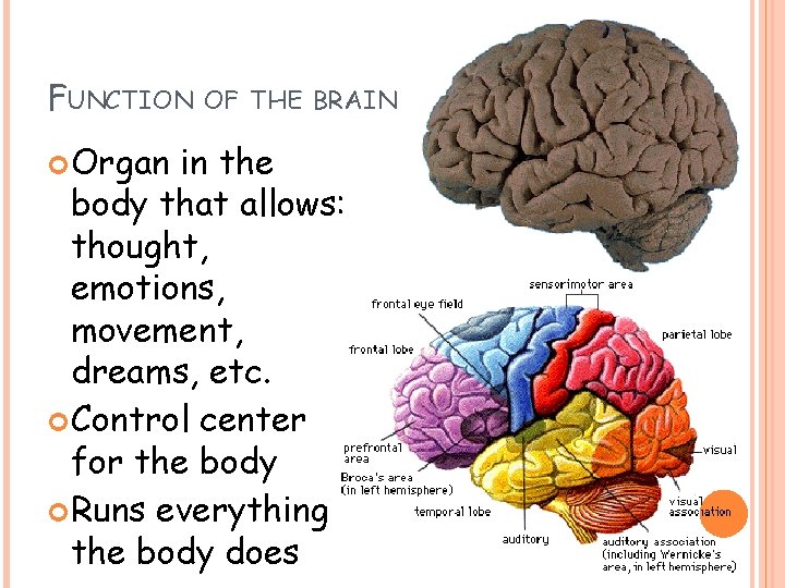 FUNCTION Organ OF THE BRAIN in the body that allows: thought, emotions, movement, dreams, FUNCTION Organ OF THE BRAIN in the body that allows: thought, emotions, movement, dreams,
