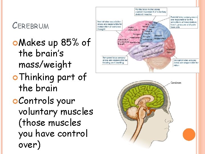 CEREBRUM Makes up 85% of the brain’s mass/weight Thinking part of the brain Controls CEREBRUM Makes up 85% of the brain’s mass/weight Thinking part of the brain Controls