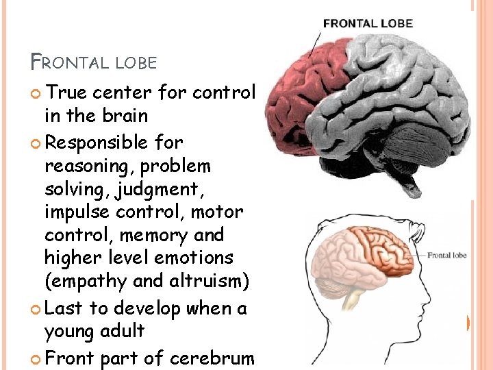FRONTAL True LOBE center for control in the brain Responsible for reasoning, problem solving, FRONTAL True LOBE center for control in the brain Responsible for reasoning, problem solving,