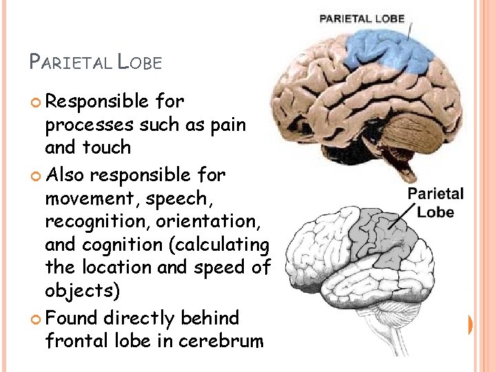 PARIETAL LOBE Responsible for processes such as pain and touch Also responsible for movement, PARIETAL LOBE Responsible for processes such as pain and touch Also responsible for movement,