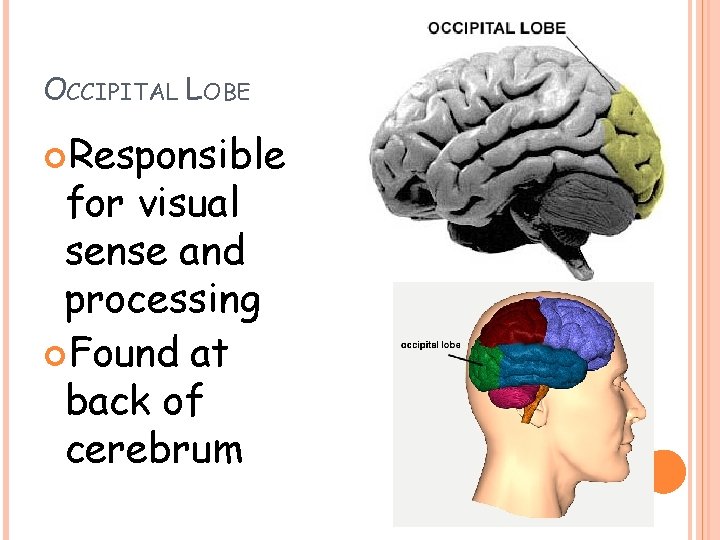 OCCIPITAL LOBE Responsible for visual sense and processing Found at back of cerebrum OCCIPITAL LOBE Responsible for visual sense and processing Found at back of cerebrum