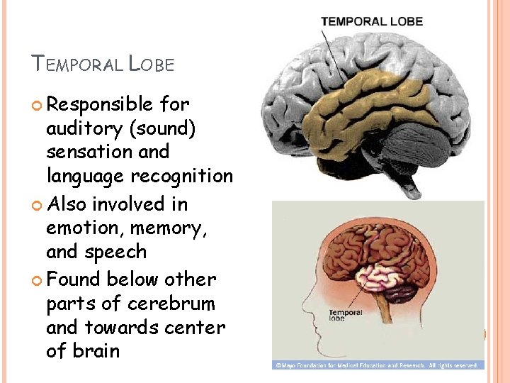 TEMPORAL LOBE Responsible for auditory (sound) sensation and language recognition Also involved in emotion, TEMPORAL LOBE Responsible for auditory (sound) sensation and language recognition Also involved in emotion,