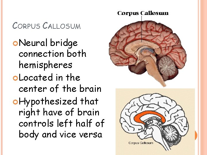 CORPUS CALLOSUM Neural bridge connection both hemispheres Located in the center of the brain CORPUS CALLOSUM Neural bridge connection both hemispheres Located in the center of the brain