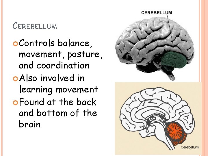 CEREBELLUM Controls balance, movement, posture, and coordination Also involved in learning movement Found at CEREBELLUM Controls balance, movement, posture, and coordination Also involved in learning movement Found at