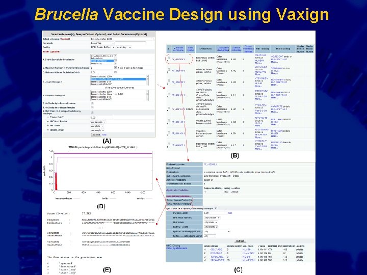 Brucella Vaccine Design using Vaxign Gr 