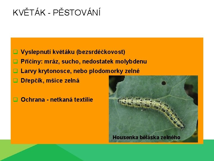 KVĚTÁK - PĚSTOVÁNÍ q Vyslepnutí květáku (bezsrdéčkovost) q Příčiny: mráz, sucho, nedostatek molybdenu q