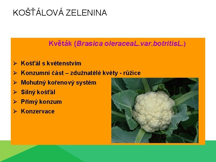 KOŠŤÁLOVÁ ZELENINA Květák (Brasica oleracea. L. var. botritis. L. ) Ø Košťál s květenstvím