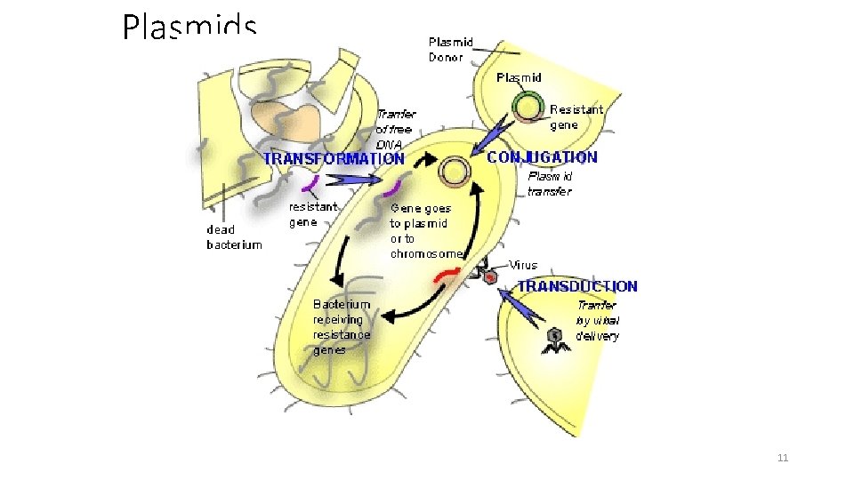 Plasmids 11 
