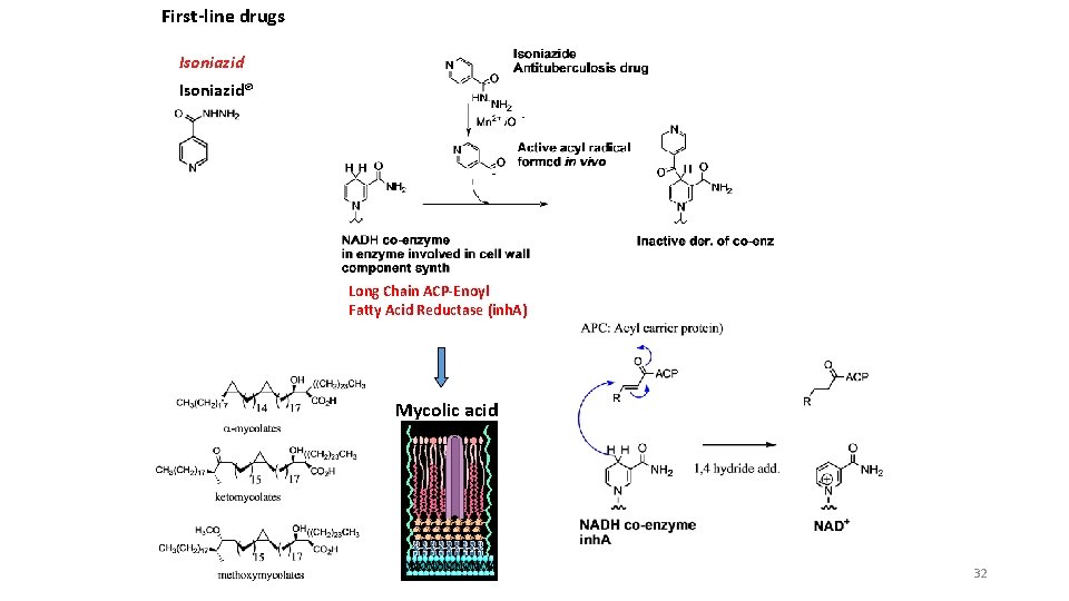 First-line drugs Isoniazid® Long Chain ACP-Enoyl Fatty Acid Reductase (inh. A) Mycolic acid 32