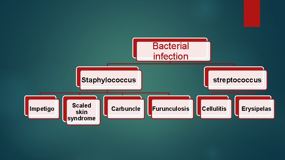 Bacterial infection Staphylococcus Impetigo Scaled skin syndrome Carbuncle streptococcus Furunculosis Cellulitis Erysipelas 