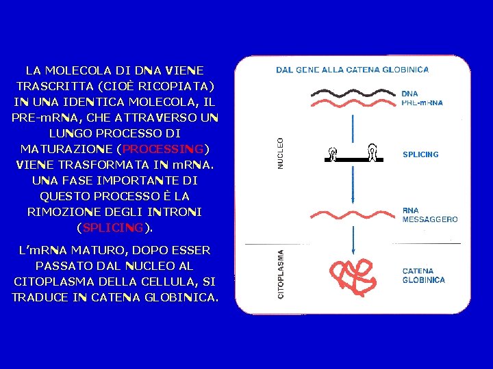 LA MOLECOLA DI DNA VIENE TRASCRITTA (CIOÈ RICOPIATA) IN UNA IDENTICA MOLECOLA, IL PRE-m.