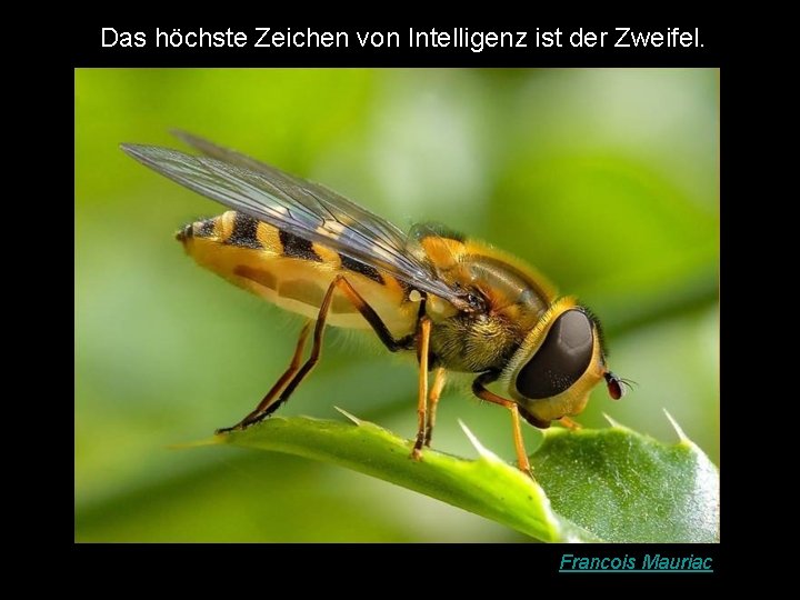 Das höchste Zeichen von Intelligenz ist der Zweifel. Francois Mauriac 