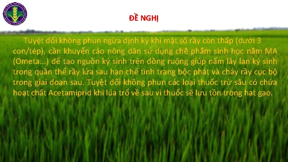 ĐỀ NGHỊ Tuyệt đối không phun ngừa định kỳ khi mật số rầy còn