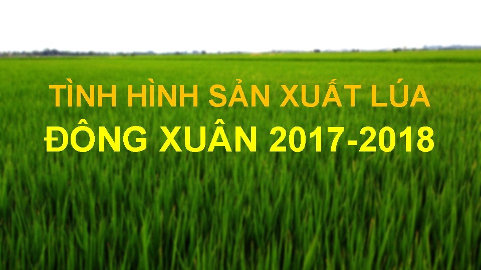 TÌNH HÌNH SẢN XUẤT LÚA ĐÔNG XU N 2017 -2018 