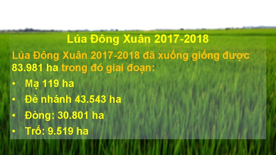 Lúa Đông Xuân 2017 -2018 đã xuống giống được 83. 981 ha trong đó