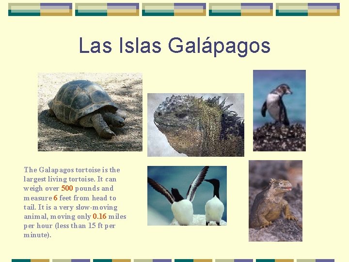 Las Islas Galápagos The Galapagos tortoise is the largest living tortoise. It can weigh