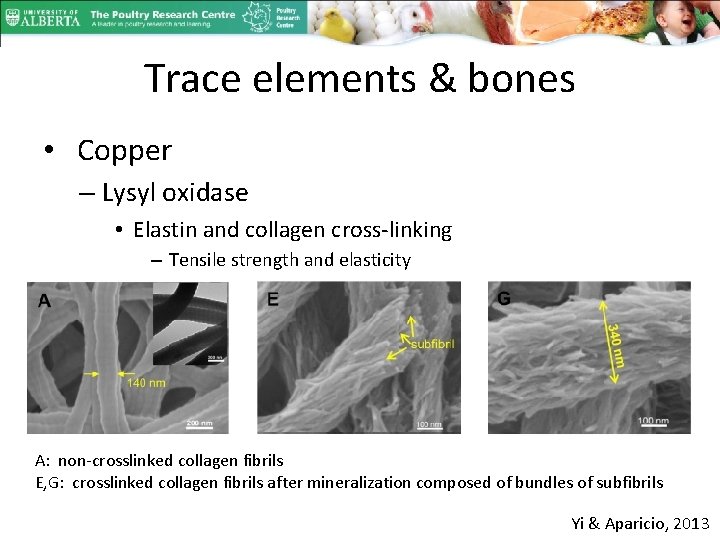Trace elements & bones • Copper – Lysyl oxidase • Elastin and collagen cross-linking