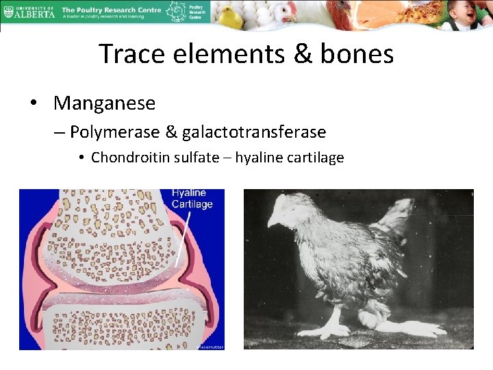 Trace elements & bones • Manganese – Polymerase & galactotransferase • Chondroitin sulfate –