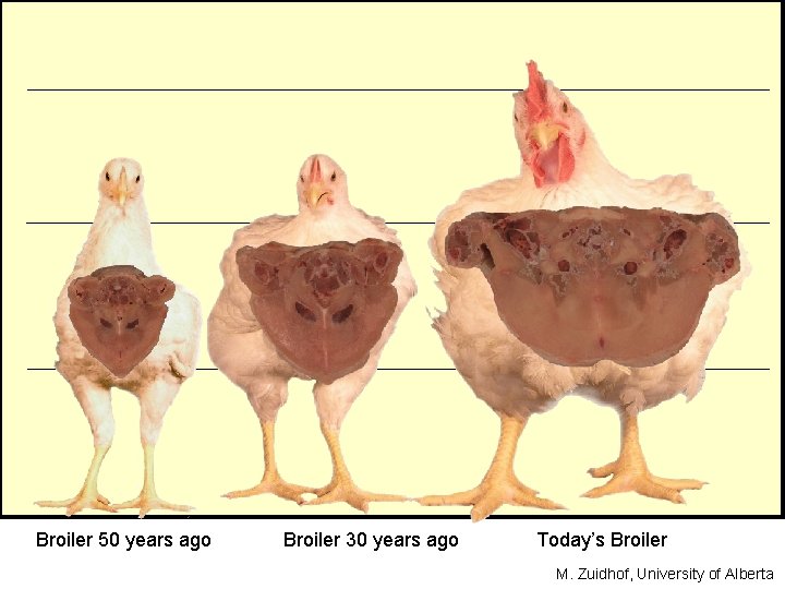 Broiler 50 years ago Broiler 30 years ago Today’s Broiler M. Zuidhof, University of