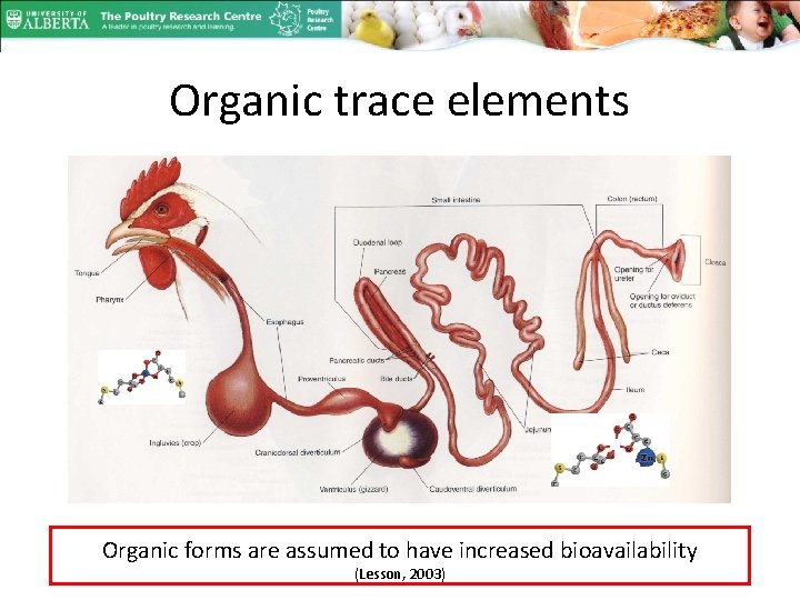 Organic trace elements Organic forms are assumed to have increased bioavailability (Lesson, 2003) 